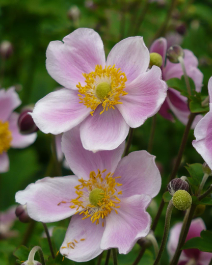 Anemone hupehensis 'September Charm' - Herfstanemoon