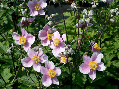 Anemone hupehensis 'September Charm' - Herfstanemoon