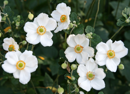 Anemone hybrida 'Honorine Jobert' - Herfstanemoon