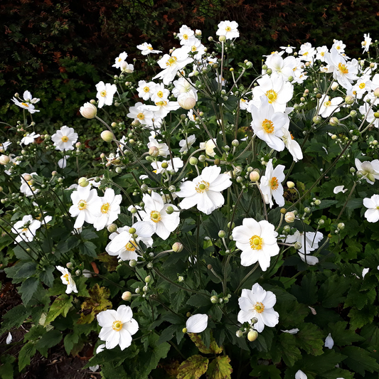 Witte anemoonbloemen met gele centra bloeien in een groene tuin, omringd door bladeren en knoppen. Perfect voor een natuurlijke tuinversiering of als decoratieve plant.