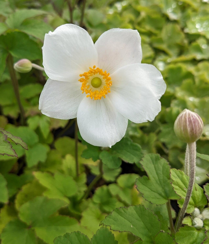 Anemone hybrida 'Honorine Jobert' - Herfstanemoon