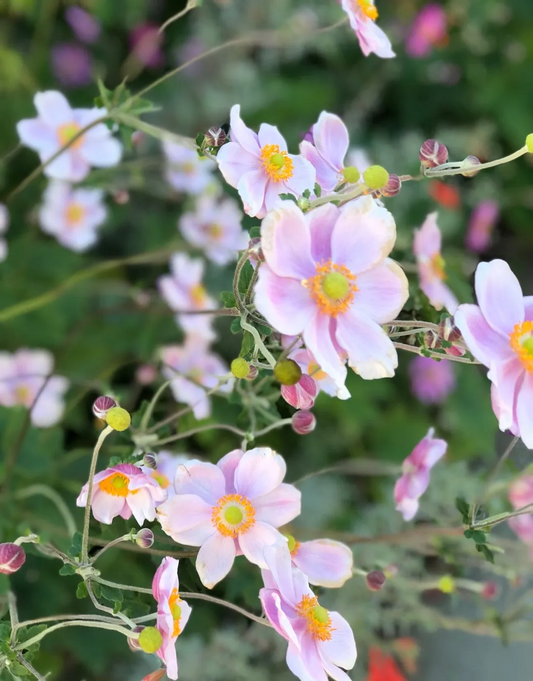 Anemone hybrida 'Königin Charlotte' - Herfstanemoon