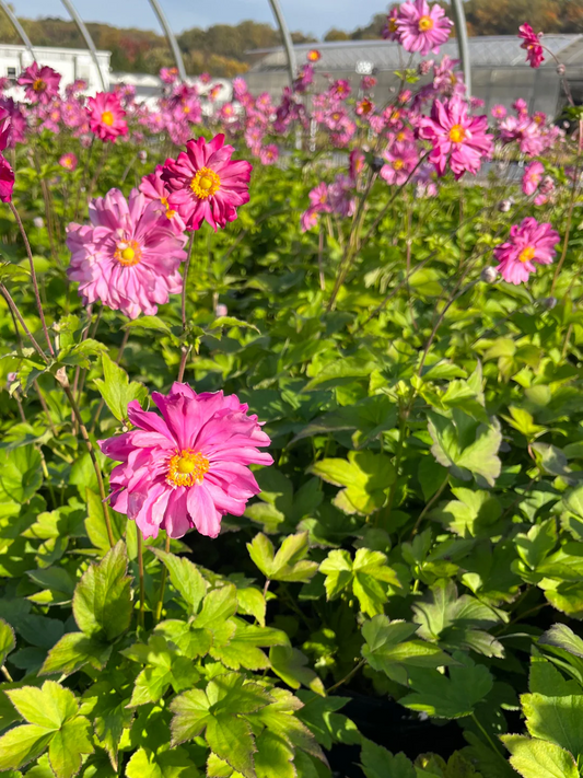 Anemone hybrida 'Pamina' - Herfstanemoon