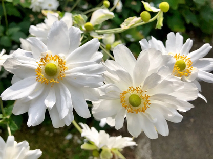Anemone hybrida 'Whirlwind' - Herfstanemoon