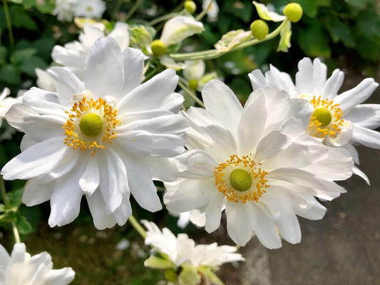 Anemone hybrida 'Whirlwind' - Herfstanemoon