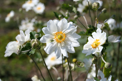 Anemone hybrida 'Whirlwind' - Herfstanemoon