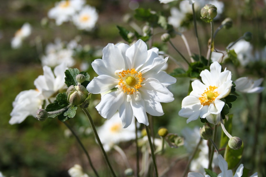 Anemone hybrida 'Whirlwind' - Herfstanemoon