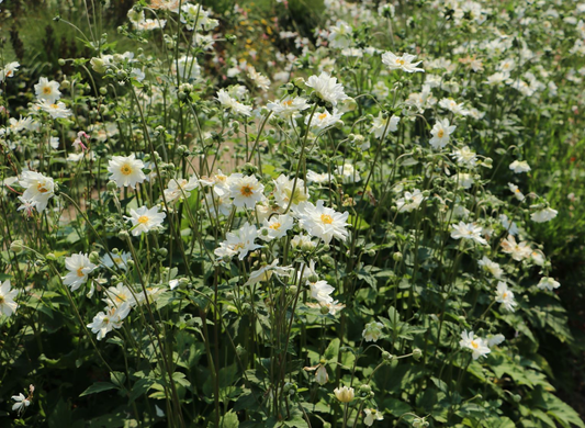 Witte anemoonbloemen met gele centra bloeien in een zonnige tuin, omringd door groene bladeren. Perfect voor tuinontwerp en decoratieve tuinbouw.