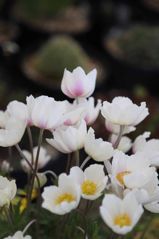 Een kleurrijke tuin met witte anemoonbloemen, paarse en roze bloemen, en groene bladeren. Perfect voor een bloemenrijk tuinontwerp of decoratieve tuinbouw.