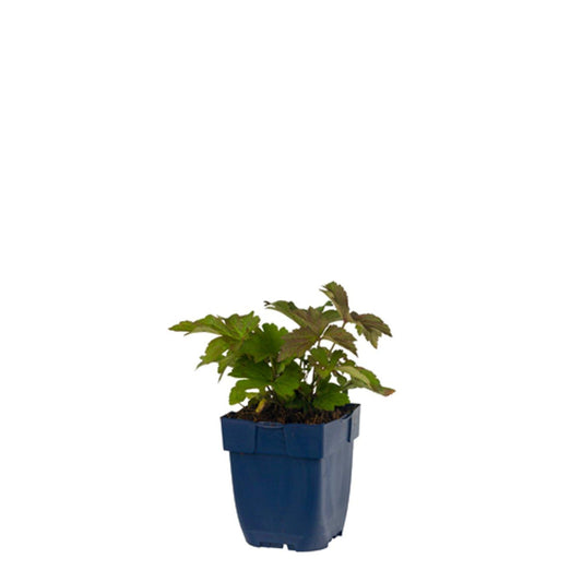 Zachte roze anemoonbloemen met geel centrum bloeien in een tuin, omringd door knoppen en groene bladeren. Perfect voor decoratieve tuinontwerp en bloemenliefhebbers.
