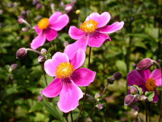Bloeiende anemoon met levendige roze bloemen en gele centra, omringd door groene bladeren. Perfect voor tuinversiering en decoratieve planten in bloemenbakken.