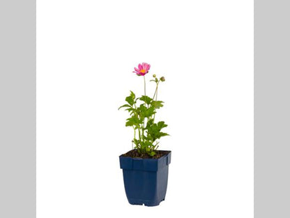 Anemone hybrida 'Pamina' - Herfstanemoon
