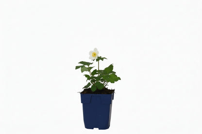 Anemone hybrida 'Whirlwind' - Herfstanemoon