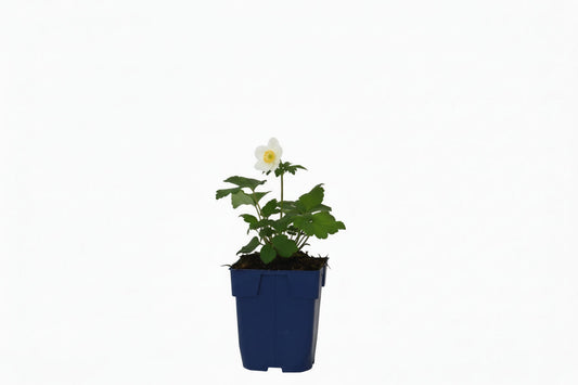 Witte anemoonbloemen met gele centra bloeien in een zonnige tuin, omringd door groene bladeren. Perfect voor tuinontwerp en decoratieve tuinbouw.