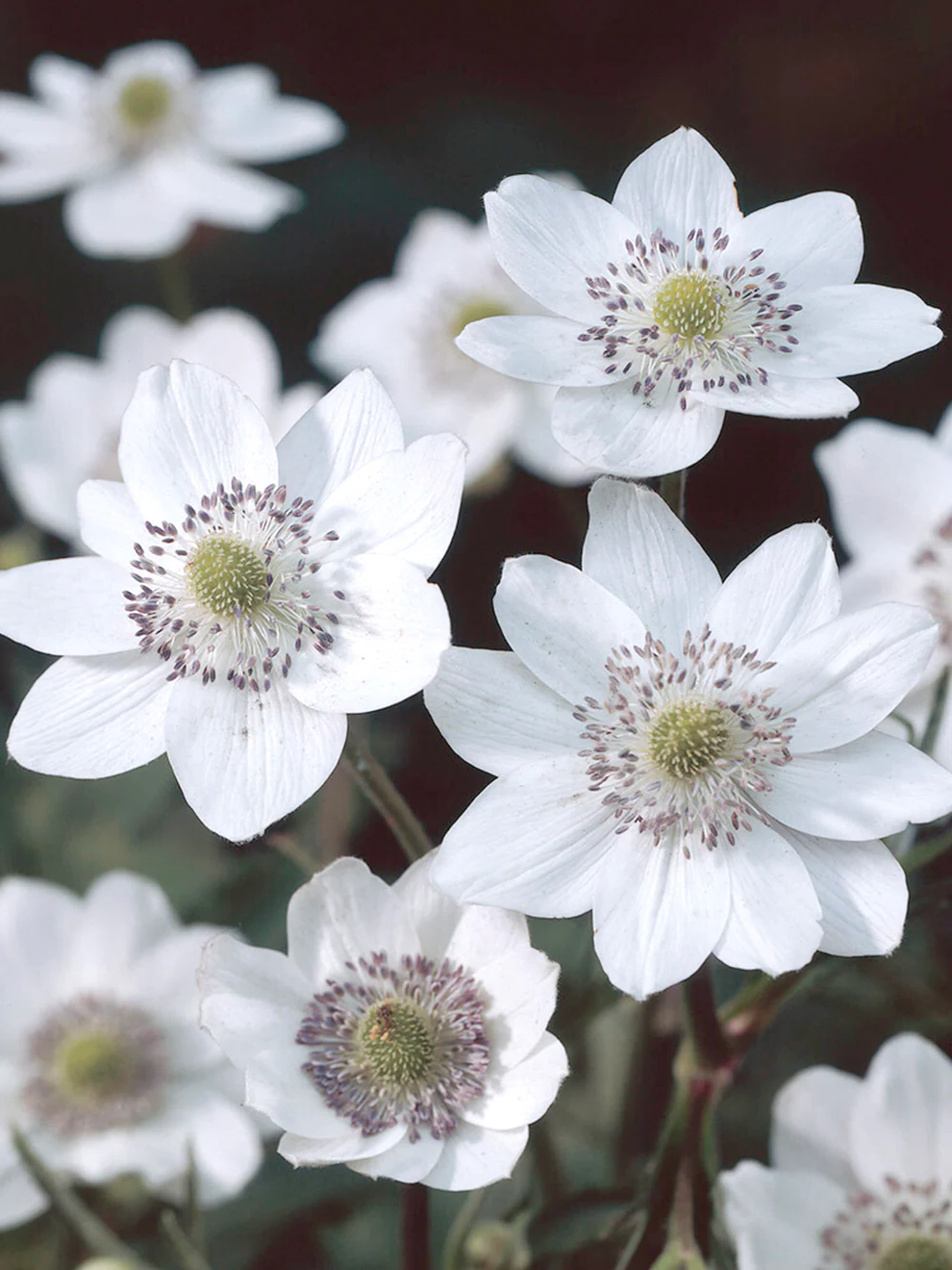 Anemone leveillei - Anemoon