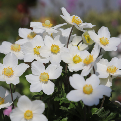 Anemone sylvestris - Bosanemoon