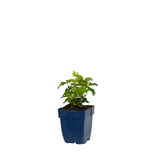 Witte anemoonbloemen met gele centra bloeien in een zonnige tuin, omringd door groene bladeren. Perfect voor een bloemenrijk tuinontwerp of als decoratieve plant in een binnenruimte.