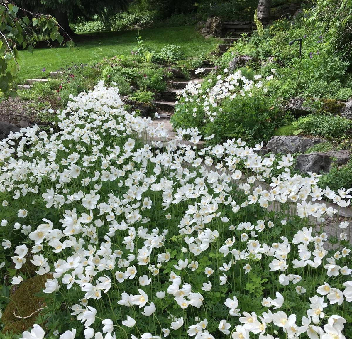 Anemone sylvestris - Bosanemoon