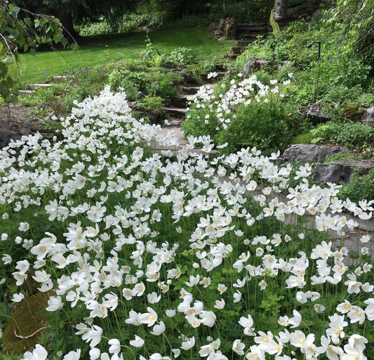 Anemone sylvestris - Bosanemoon