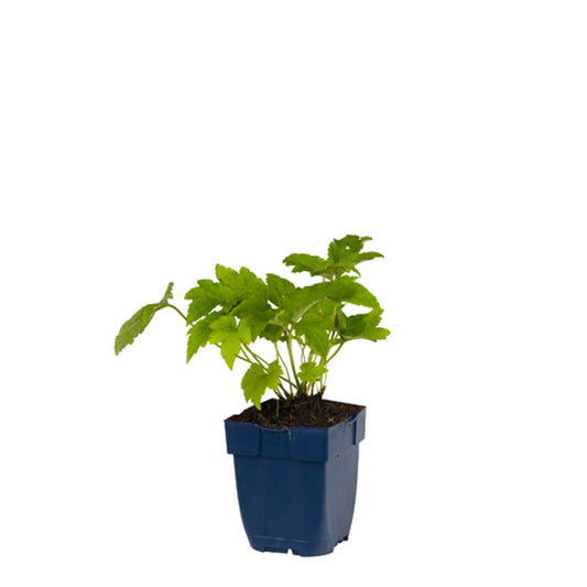 Lichtroze anemoonbloemen met geel-oranje centra bloeien op slanke stelen. Perfect voor tuinversiering en decoratieve planten in een bloemenmandje.