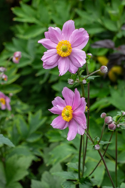 Anemone tomentosa 'Robustissima' - Herfstanemoon