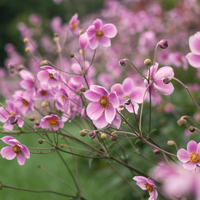 Anemone tomentosa 'Robustissima' - Herfstanemoon