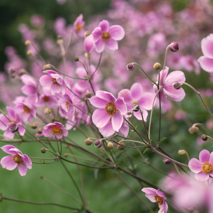 Anemone tomentosa 'Robustissima' - Herfstanemoon