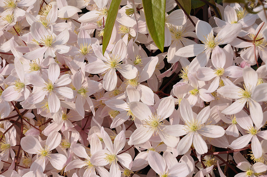 Clematis Armandii 'Apple Blossom' - Wit/roze bosrank