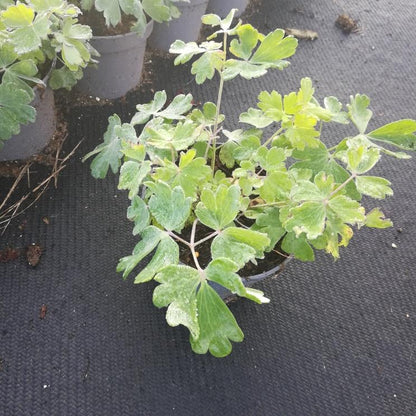 Aquilegiamix - Rood/Blauw - Pakket voor 1 vierkantemeter