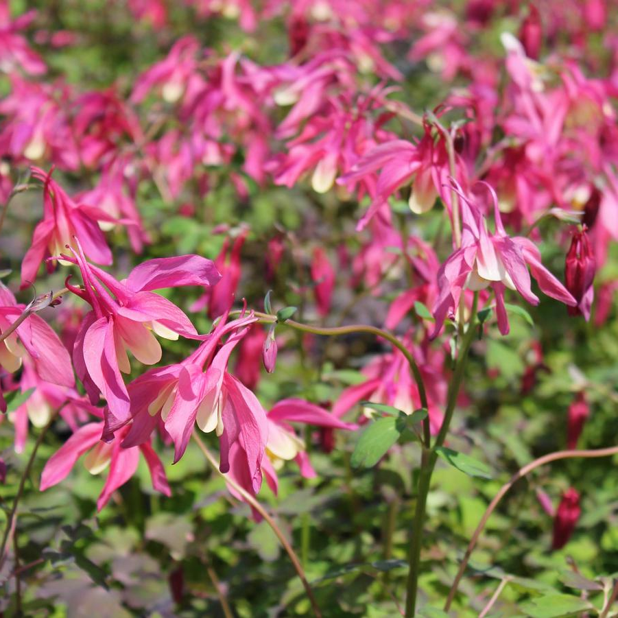 Aquilegia 'Spring Magic Red White' - Akelei