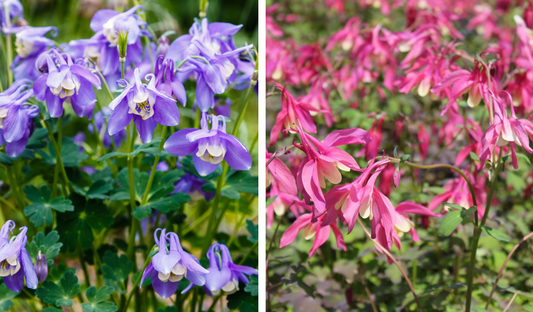 Aquilegiamix - Rood/Blauw - Pakket voor 1 vierkantemeter