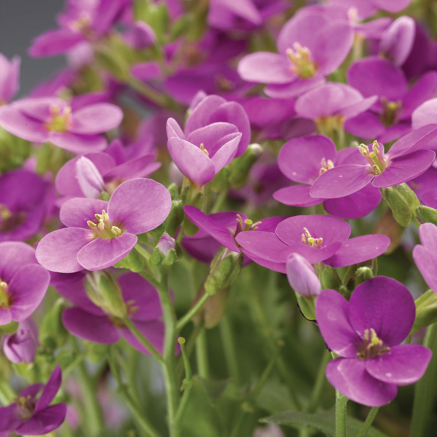 Arabis caucasica 'Little Treasure Deep Rose' - Randjesbloem