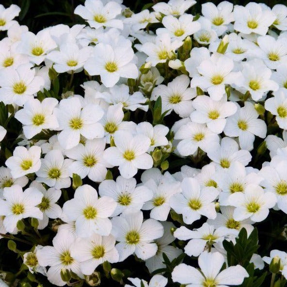 Arenaria montana 'Summer White Compact' - Wintersteenplant
