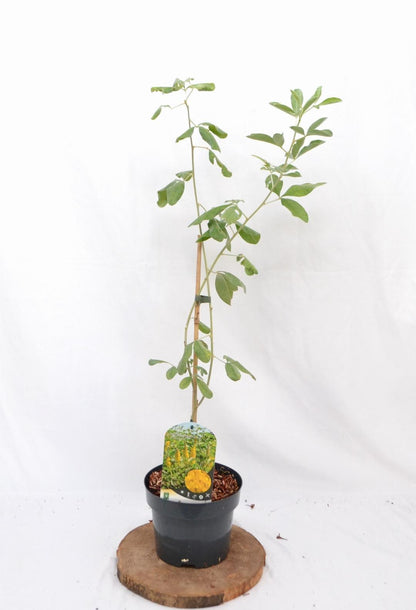 Argyrocytisus battandieri - Boombrem