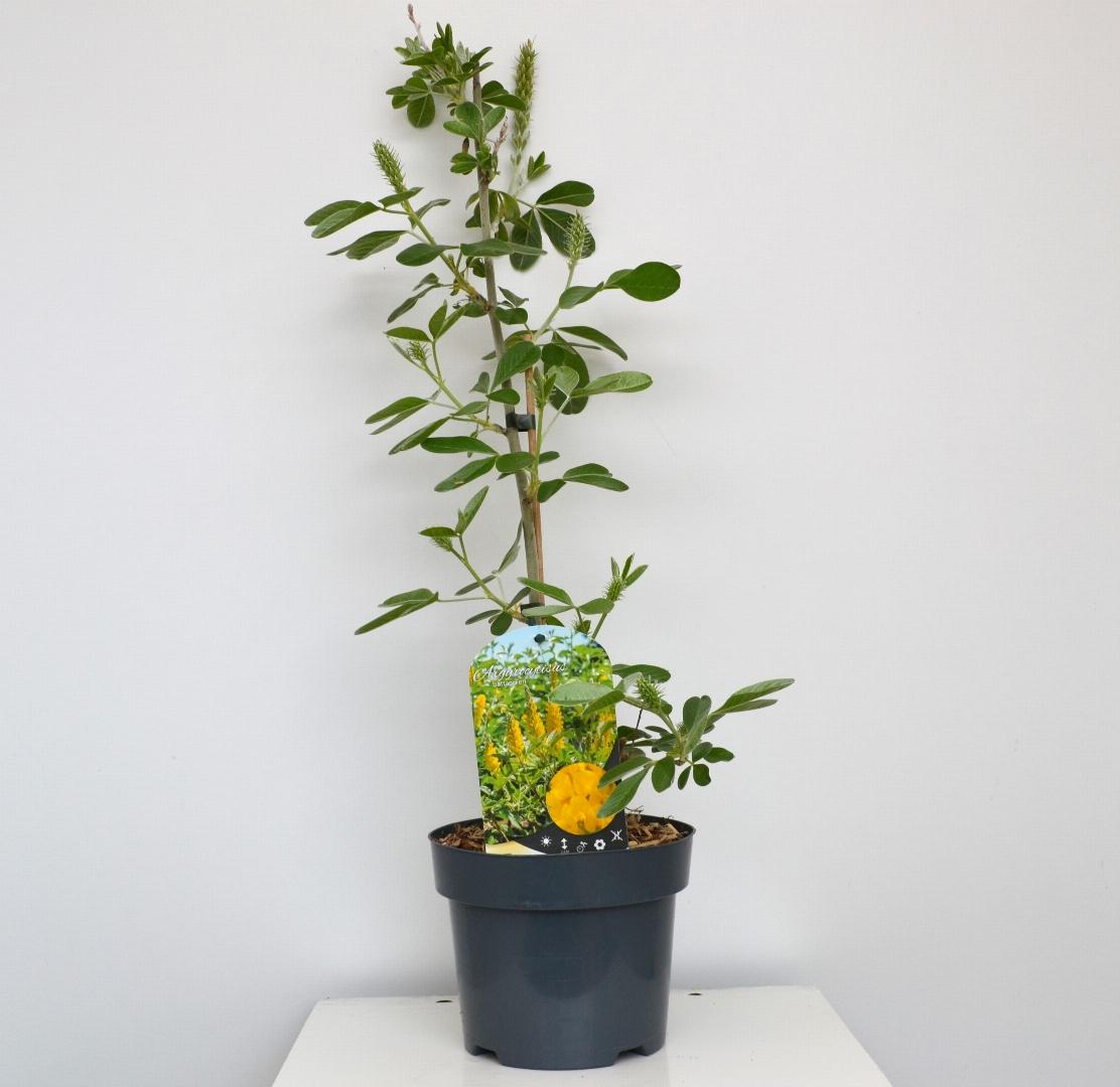 Argyrocytisus battandieri - Marokkaanse Bezem