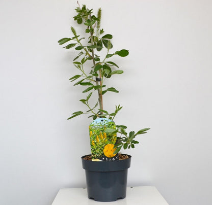 Argyrocytisus battandieri - Marokkaanse Bezem