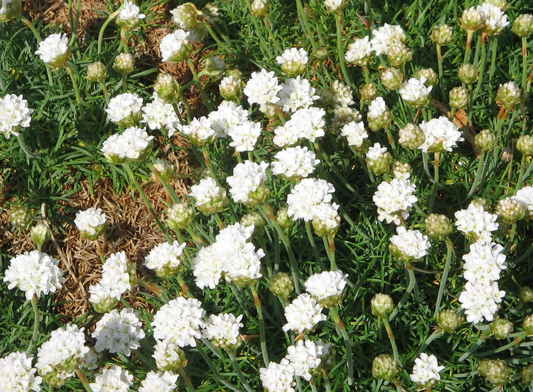 Armeria maritima 'Alba' - Wit Engels gras