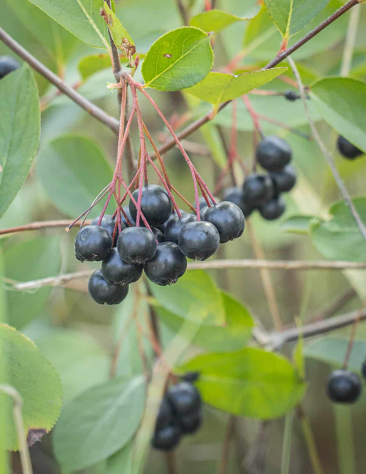 Zwarte, ronde hawthornbessen hangen in een bos van rode stelen tussen groene bladeren. Perfect voor natuurlijke geneeskrachtige toepassingen en decoratieve tuinversiering.