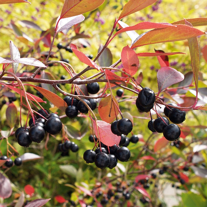 Aronia melanocarpa - Zwarte Appelbes haag blote wortel