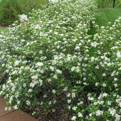 Aronia melanocarpa - Zwarte Appelbes haag blote wortel