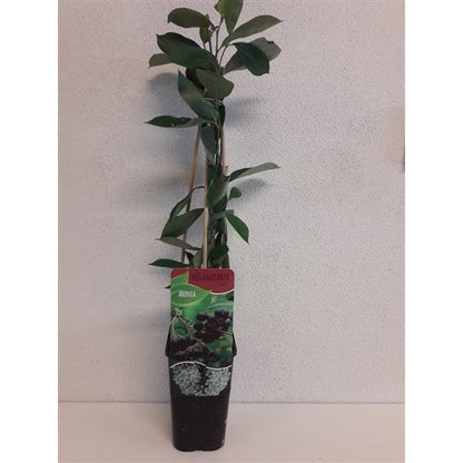 Aronia melanocarpa 'Hugin' - Zwarte bes