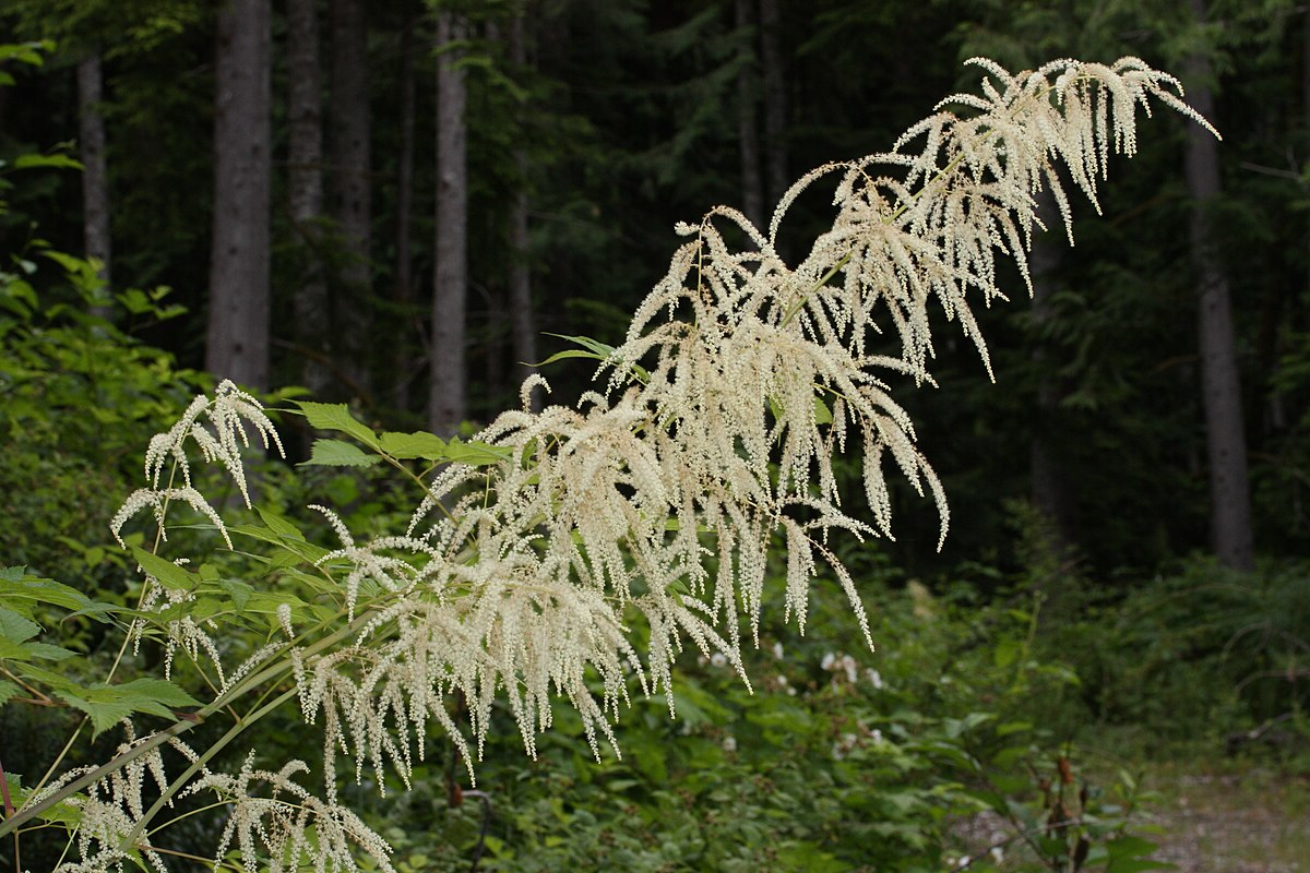 Aruncus dioicus - Geitenbaard
