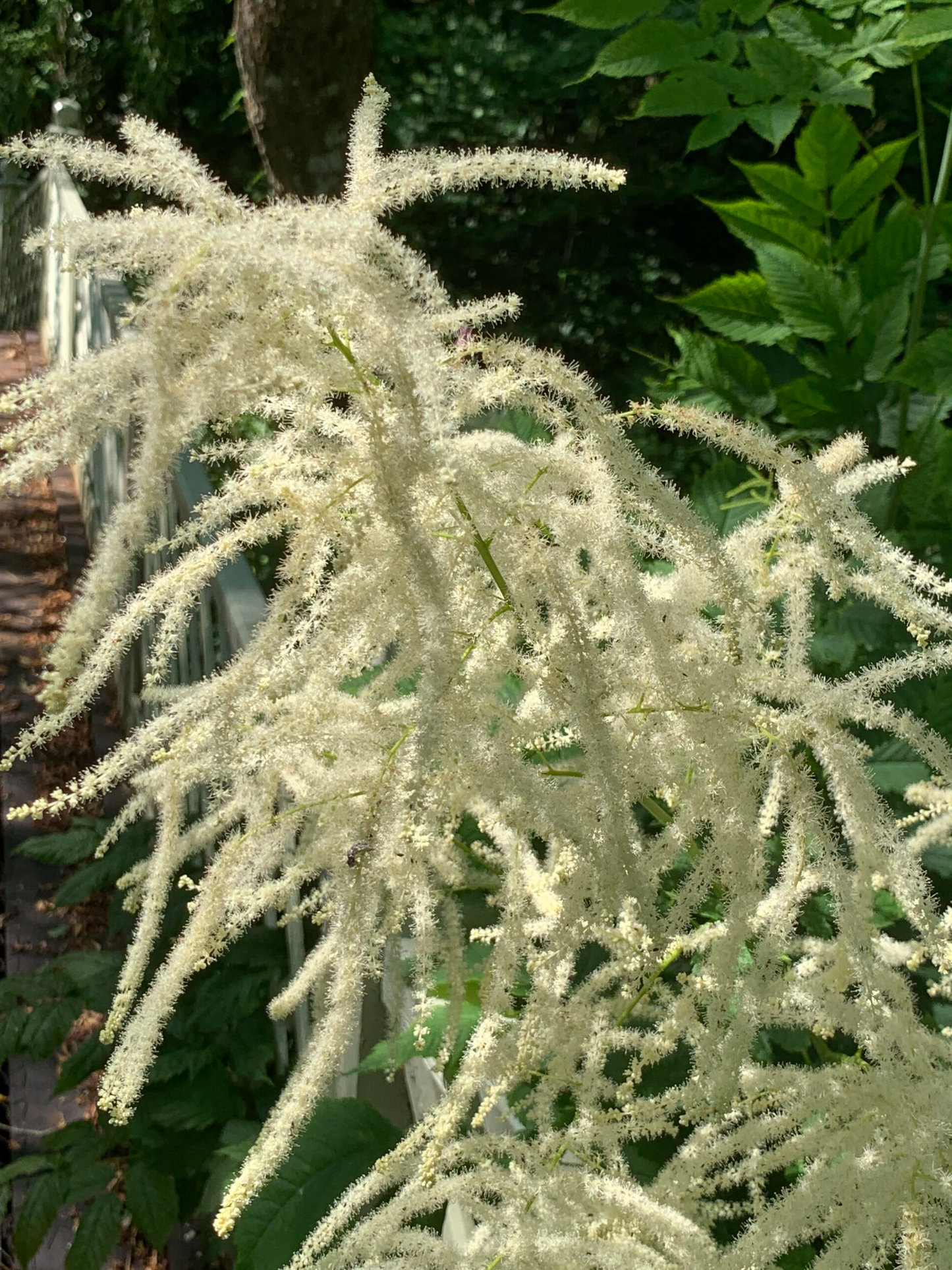 Aruncus dioicus - Geitenbaard