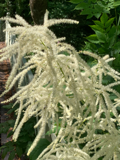 Aruncus dioicus - Geitenbaard