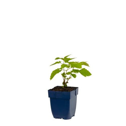 Aruncus dioicus - Geitenbaard