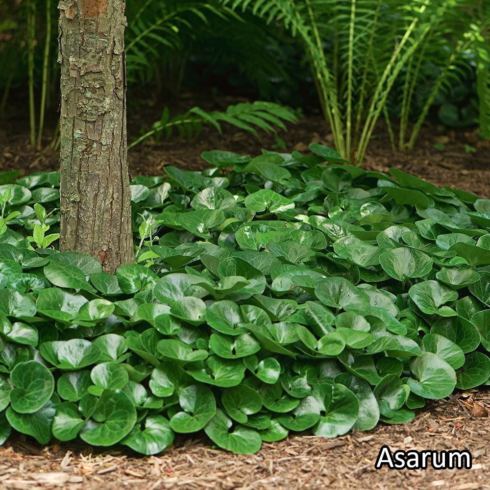 Borderpakket 'Schaduw' - 5m² - 50 planten