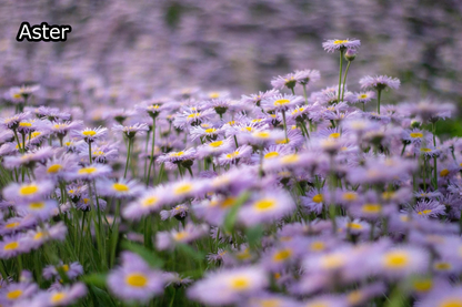 Borderpakket 'Nazomer & Kleur' - 5m² - 50 planten