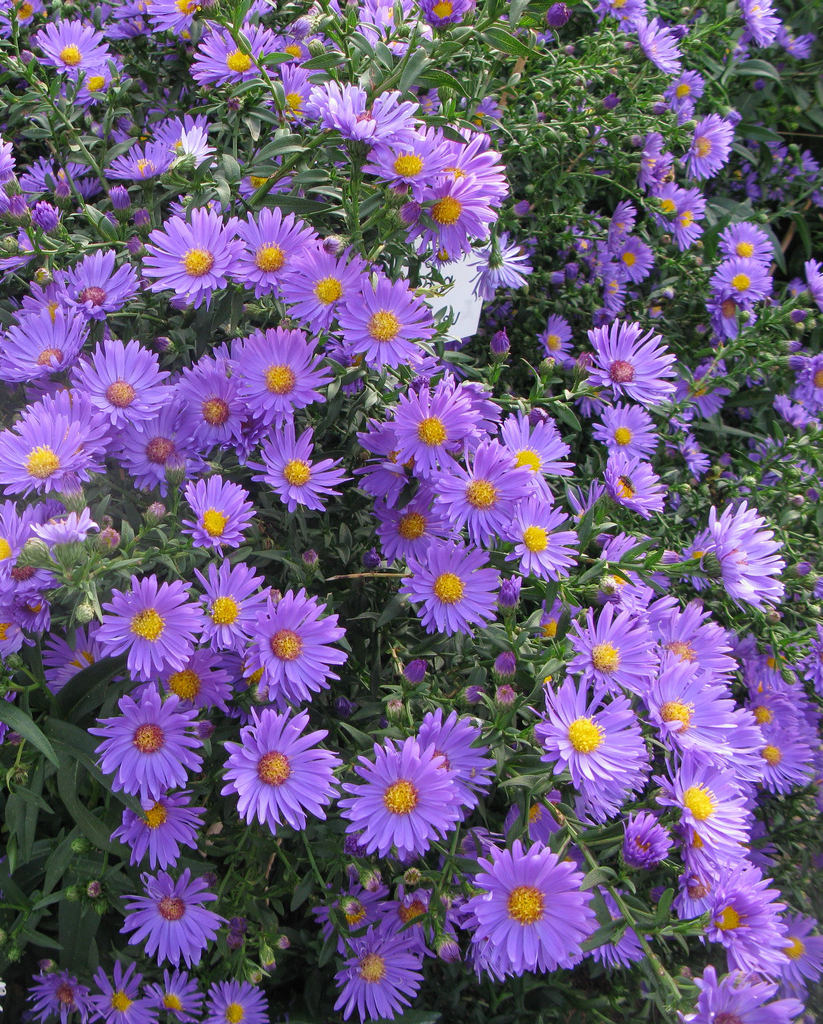 Aster (D) 'Mittelmeer' - Herfstaster