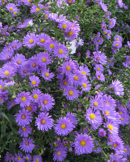 Aster (D) 'Mittelmeer' - Herfstaster