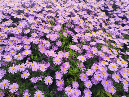 Aster (D) 'Prof. Anton Kippenberg' - Herfstaster